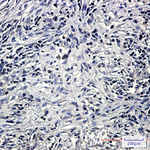 PP2A alpha/beta Antibody in Immunohistochemistry (Paraffin) (IHC (P))