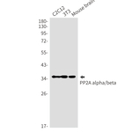 PP2A alpha/beta Antibody in Western Blot (WB)