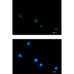 Galectin 14 Antibody in Immunocytochemistry (ICC/IF)