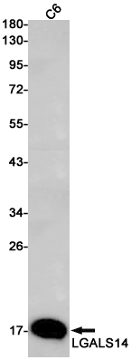 Galectin 14 Antibody in Western Blot (WB)