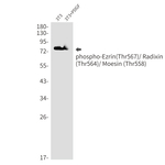 Phospho-Ezrin/Radixin/Moesin (Thr567, Thr564, Thr558) Antibody in Western Blot (WB)