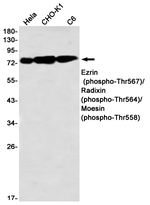 Phospho-Ezrin/Radixin/Moesin (Thr567, Thr564, Thr558) Antibody in Western Blot (WB)