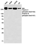Phospho-FLNA/FLNB (Ser2152, Ser2107) Antibody in Western Blot (WB)