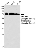 Phospho-PKC zeta/gamma (Thr410, Thr412) Antibody in Western Blot (WB)
