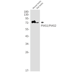 PIAS1/PIAS2 Antibody in Western Blot (WB)