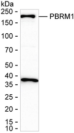 PBRM1 Antibody in Western Blot (WB)