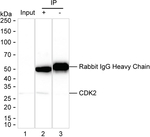 CDK2 Antibody in Immunoprecipitation (IP)