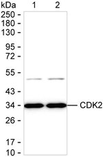 CDK2 Antibody in Western Blot (WB)