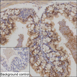 FBXW7 Recombinant Rabbit Monoclonal Antibody (K01_2X67)