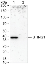 STING Antibody in Western Blot (WB)