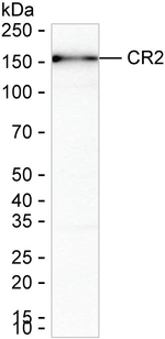 CD21 Antibody in Western Blot (WB)
