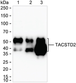 TROP2 Antibody in Western Blot (WB)