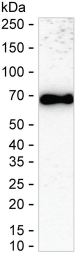 SOX11 Recombinant Rabbit Monoclonal Antibody (K01_3M82)