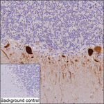 Parvalbumin Recombinant Mouse Monoclonal Antibody