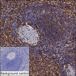 LILRB5 Antibody in Immunohistochemistry (Paraffin) (IHC (P))
