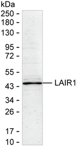 LAIR1 Antibody in Western Blot (WB)