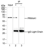 AMPK alpha-1 Recombinant Mouse Monoclonal Antibody (K29067_20C7)