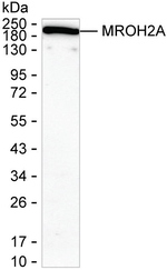 MROH2A Antibody in Western Blot (WB)