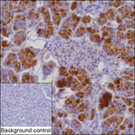 GNMT Recombinant Mouse Monoclonal Antibody (K9N035_8A7)