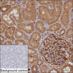TRIM73 Antibody in Immunohistochemistry (Paraffin) (IHC (P))