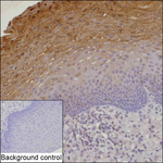 ECM1 Recombinant Mouse Monoclonal Antibody (K56060_5A6)