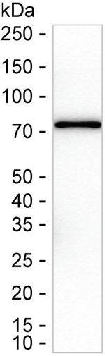 ECM1 Antibody in Western Blot (WB)