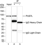 PUS7L Antibody in Immunoprecipitation (IP)