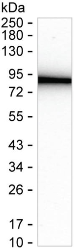 PUS7L Recombinant Mouse Monoclonal Antibody (K56063_9F7)