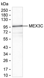 RKHD2 Recombinant Mouse Monoclonal Antibody (K8U034_7H8)