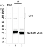 SP3 Recombinant Mouse Monoclonal Antibody (K29068_15A8)
