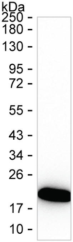 IL36B Recombinant Mouse Monoclonal Antibody (K56037_7D8)