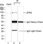 ZFR2 Recombinant Mouse Monoclonal Antibody (K1E059_10C4)