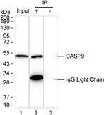 Caspase 9 Antibody in Immunoprecipitation (IP)