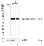 COA4 Recombinant Mouse Monoclonal Antibody (K1H019_9A8)