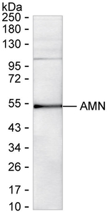 Amnionless Recombinant Mouse Monoclonal Antibody (K56052_1D2)