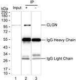 CLGN Antibody in Immunoprecipitation (IP)