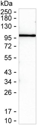 CLGN Recombinant Mouse Monoclonal Antibody (K1E077_3F8)