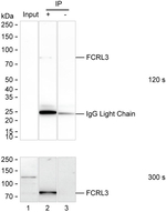 FCRL3 Antibody in Immunoprecipitation (IP)