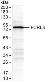 FCRL3 Antibody in Western Blot (WB)