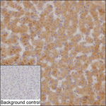 SNX16 Recombinant Mouse Monoclonal Antibody (K8U051_5H5)