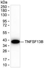 BAFF Recombinant Mouse Monoclonal Antibody (K52074_20H3)