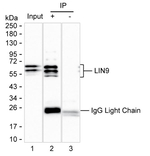 LIN9 Antibody in Immunoprecipitation (IP)