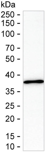 FKBPL Recombinant Mouse Monoclonal Antibody (K52073_1H5)