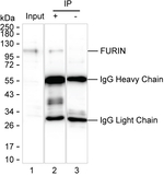 Furin Recombinant Mouse Monoclonal Antibody (K1E065_20B9)