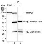 TRIM28 Recombinant Mouse Monoclonal Antibody (K56042_3D12)