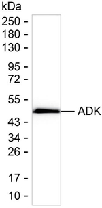 ADK Recombinant Mouse Monoclonal Antibody (K56049_16D6)