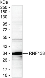 RNF138 Antibody in Western Blot (WB)