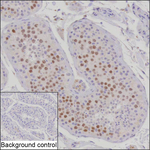 SCP3 Recombinant Mouse Monoclonal Antibody (KBL006_7C9)
