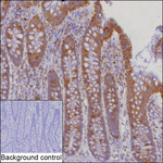 STOML2 Recombinant Mouse Monoclonal Antibody (K40091_16E2)