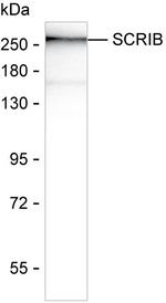 SCRIB Antibody in Western Blot (WB)